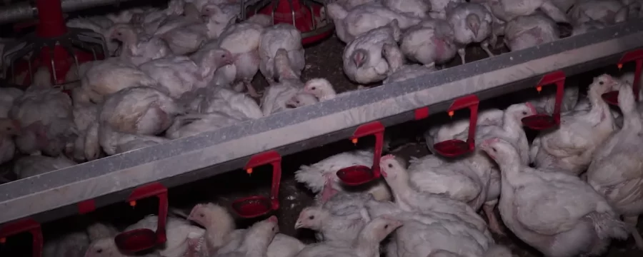 Chickens in a shed